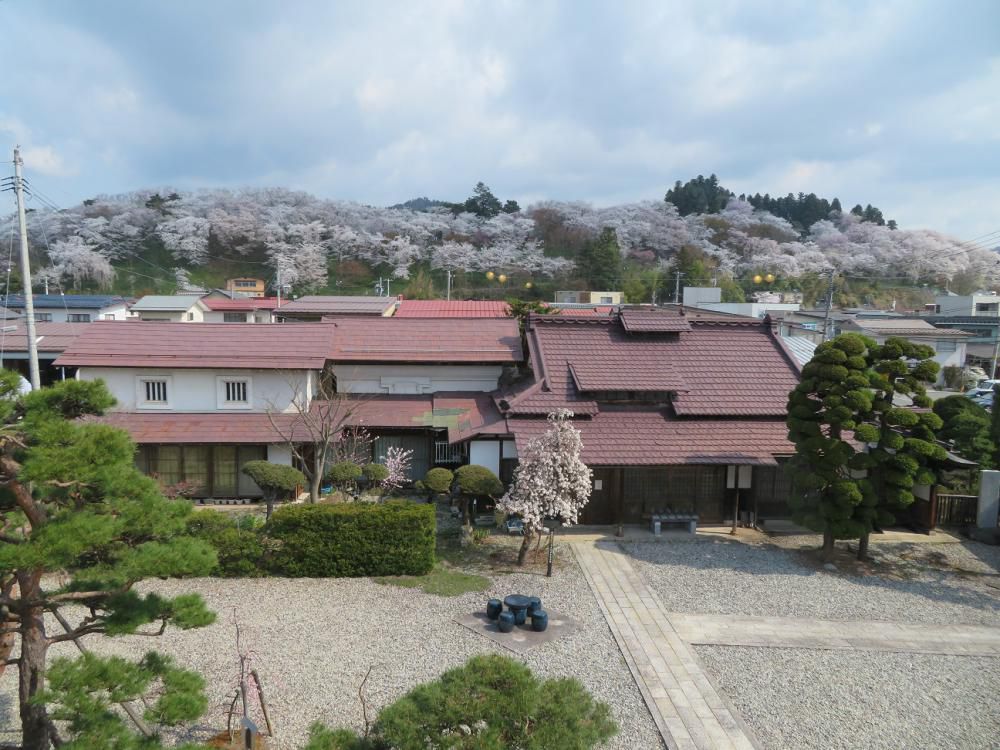 ４月１９日朝９時、烏帽子山の桜の様子です