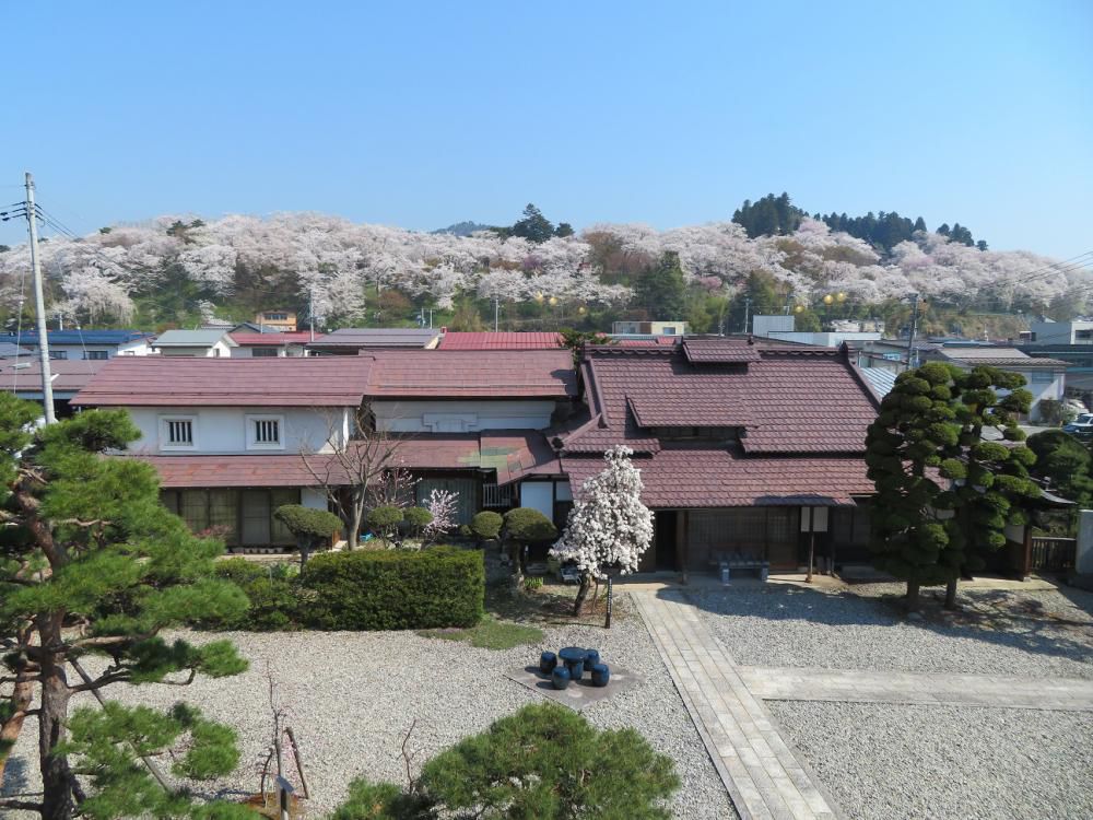 ４月２０日朝９時、烏帽子山の桜の様子です
