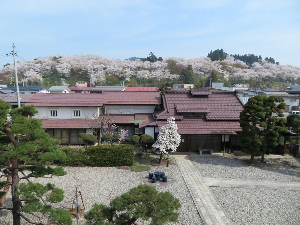 ４月２１日朝９時、烏帽子山の桜の様子です