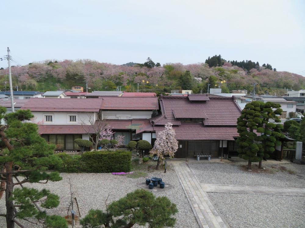 ４月２４日朝９時、烏帽子山の桜の様子です