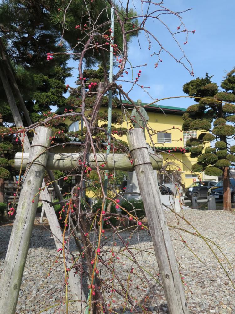 記念館のしだれ梅と桜が間もなく開花を迎えます。