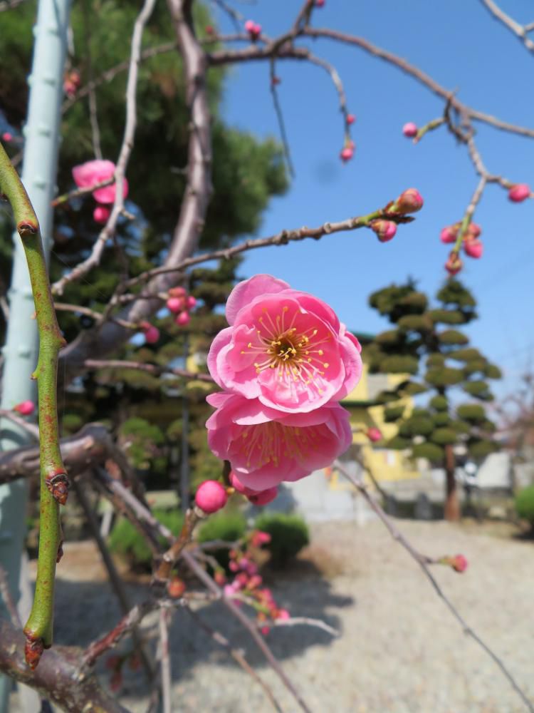 紅白梅が咲きました。