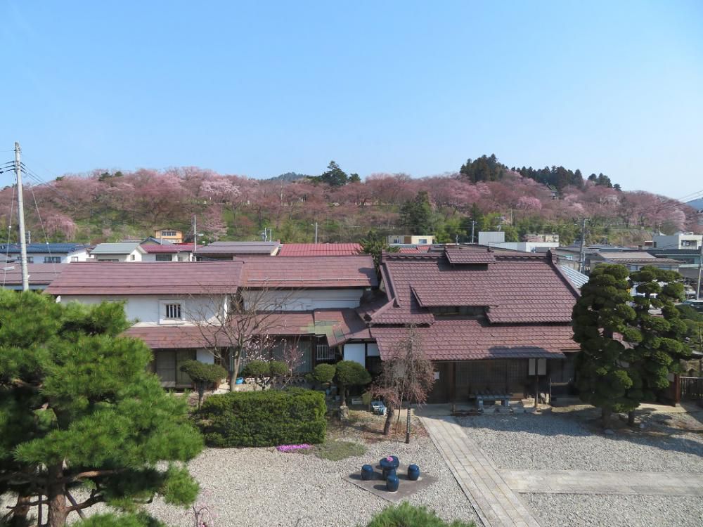 ４月４日朝９時、烏帽子山の桜の様子です
