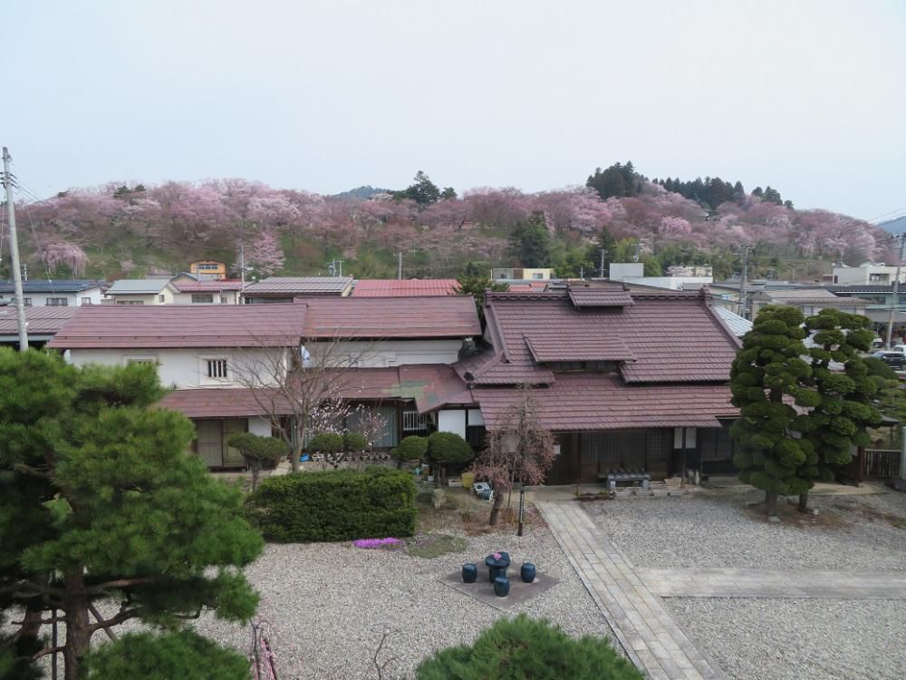 ４月５日朝９時、烏帽子山の桜の様子です