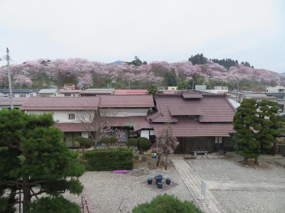 ４月６日、朝９時の烏帽子山の様子です
