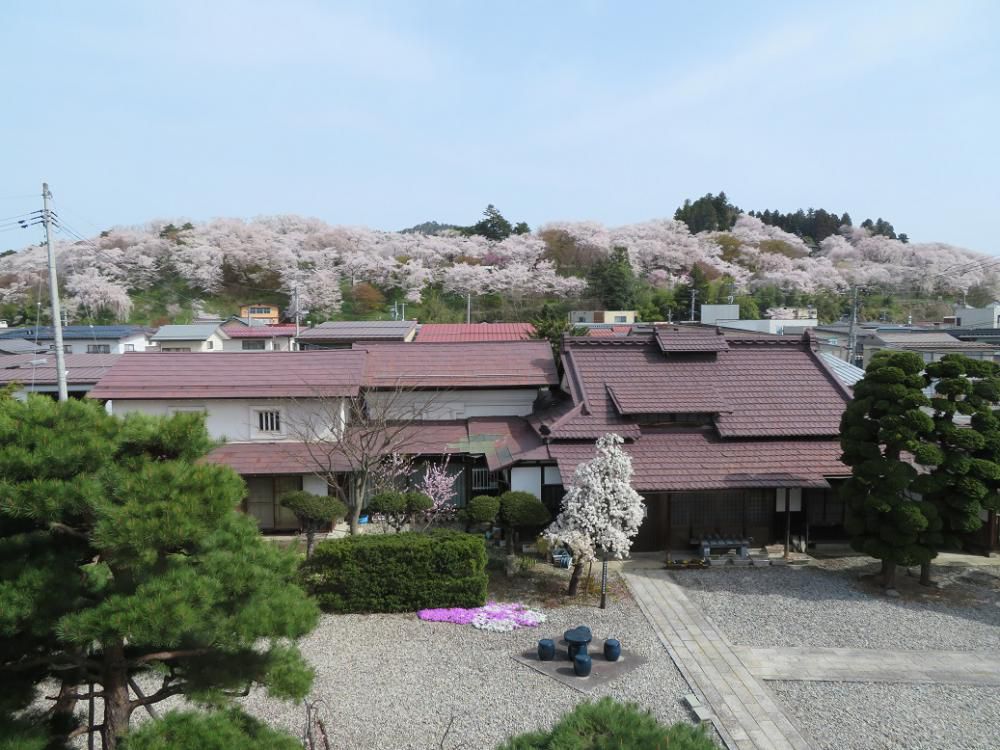 ４月１１日、朝９時の烏帽子山の桜の様子です