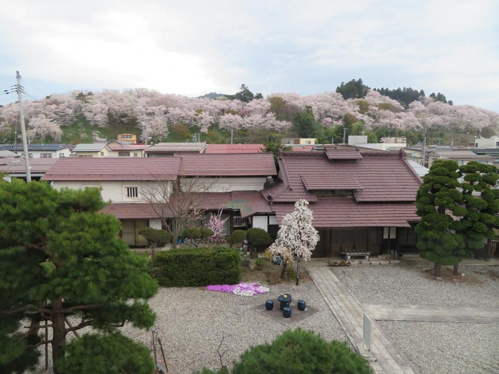 ４月１２日朝９時、烏帽子山の桜の様子です
