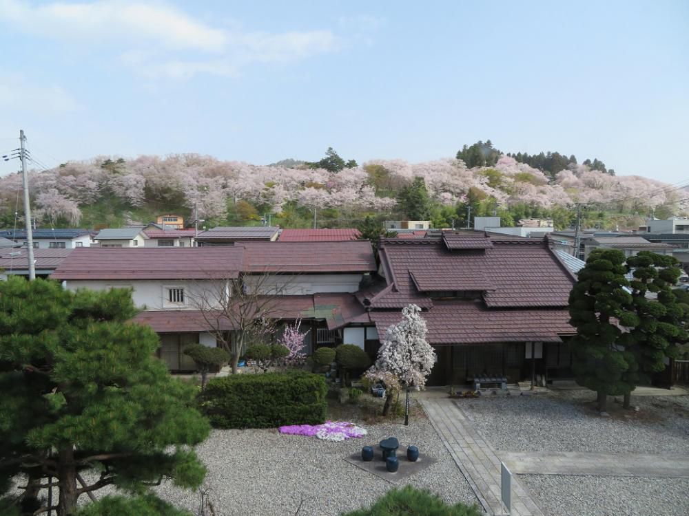 ４月１３日朝９時、烏帽子山の桜の様子です