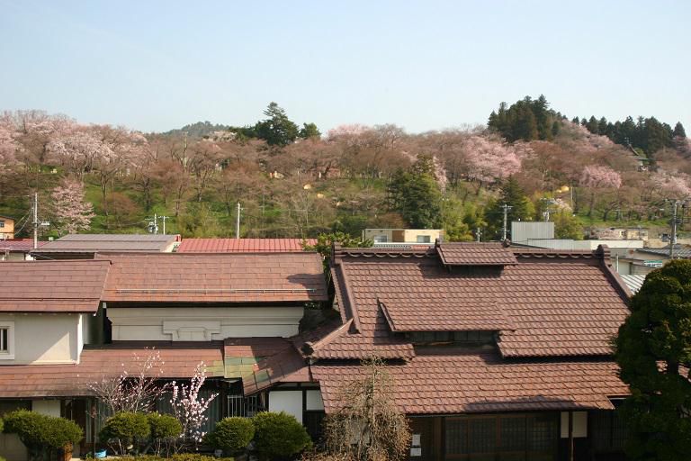 ４月１１日朝９時、烏帽子山の桜の様子です