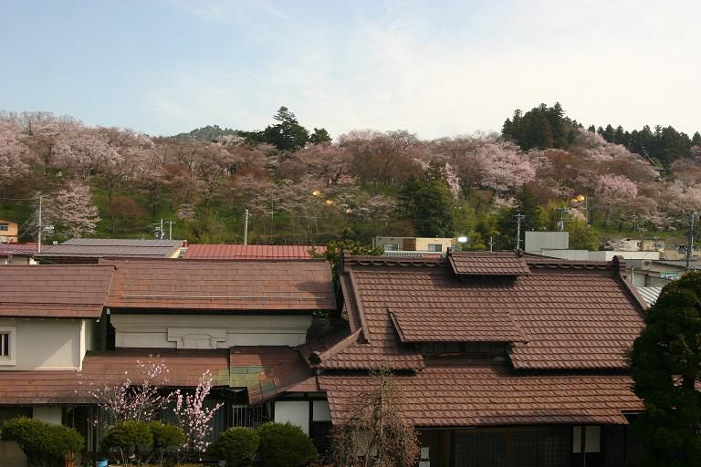 ４月１２日朝９時、烏帽子山の桜の様子です