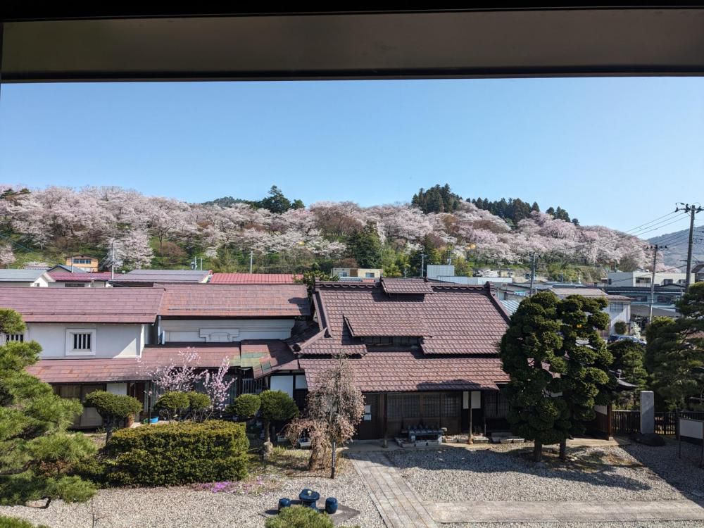 ４月１３日朝９時、烏帽子山の桜の様子です