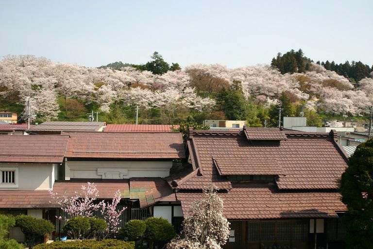 ４月１４日朝９時、烏帽子山の桜の様子です