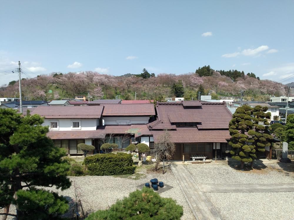 ４月１７日昼１２時、烏帽子山の桜の様子です　※臨時更新