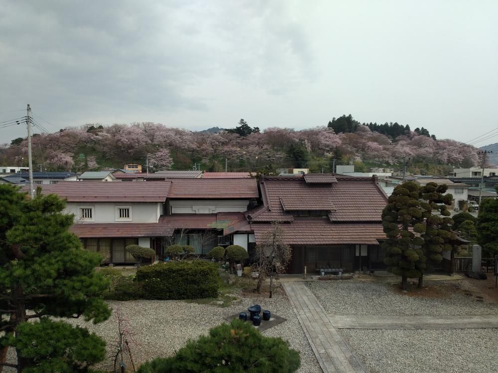 ４月１８日朝９時、烏帽子山の桜の様子です
