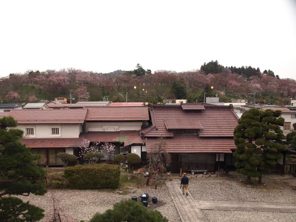 ４月７日朝９時、烏帽子山の桜の様子です