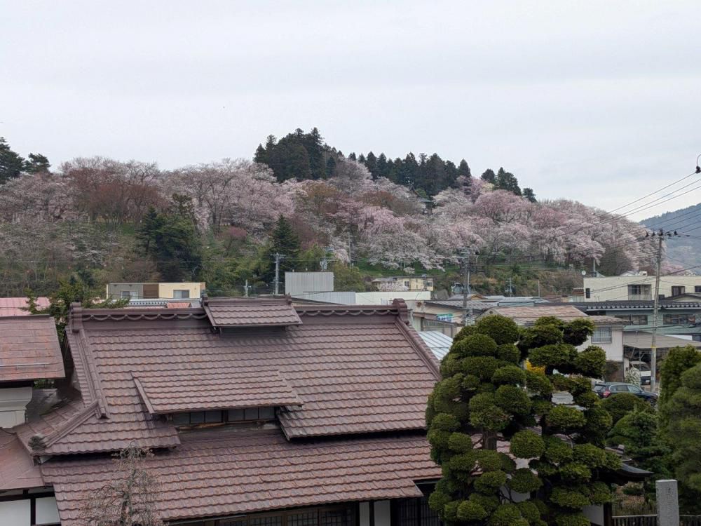 ４月１０日朝９時　烏帽子山の桜の様子です