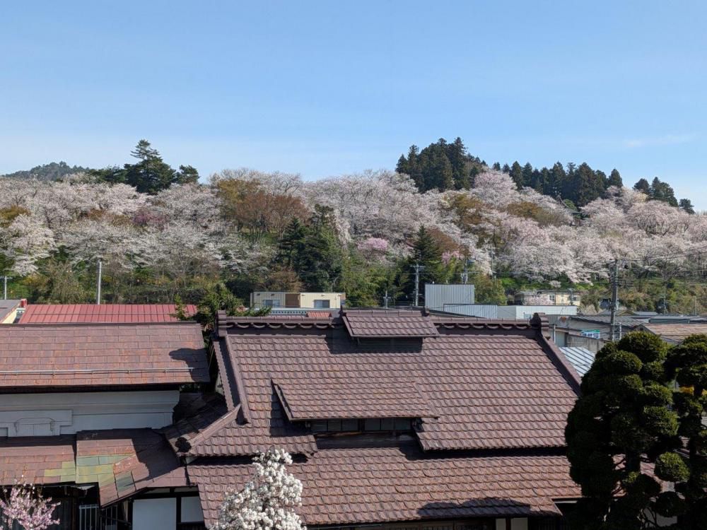 ４月１４日朝９時　烏帽子山の桜の様子です