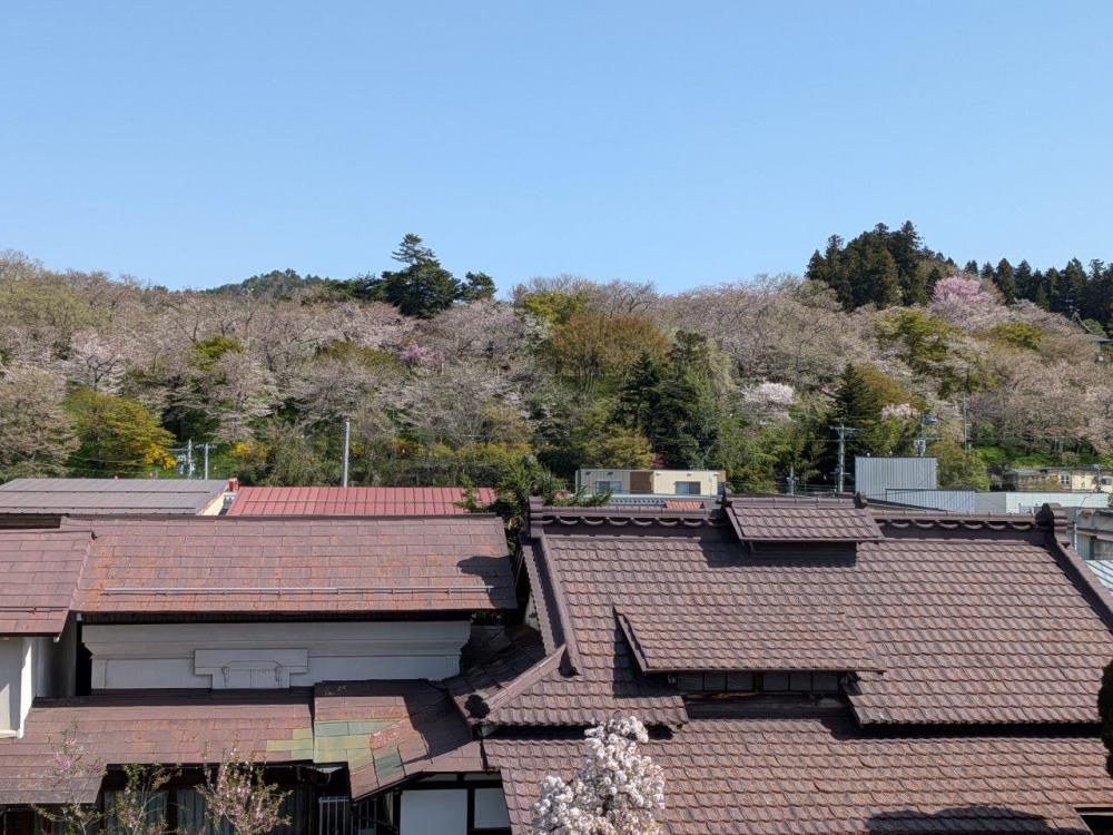 ４月１７日朝９時、烏帽子山の桜の様子です