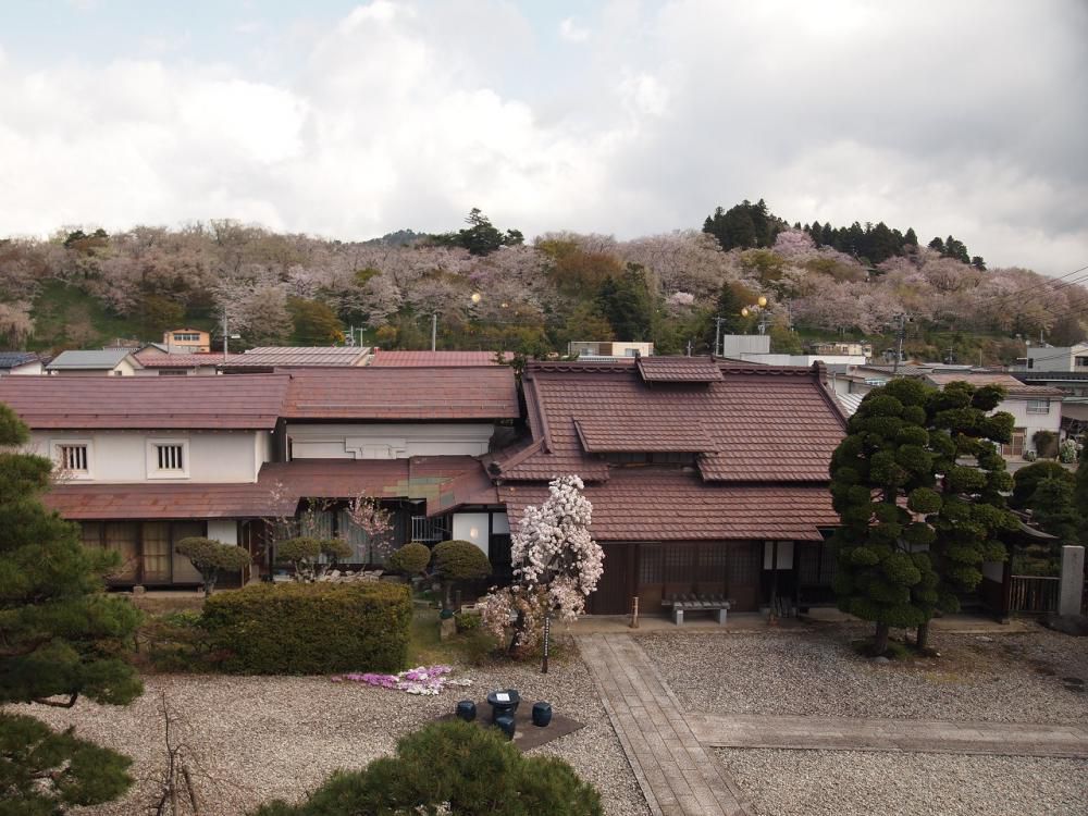 ４月１６日朝９時、烏帽子山の桜の様子です