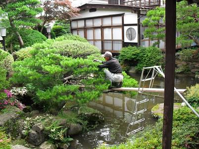 丸万の庭が・・・池の鯉も？