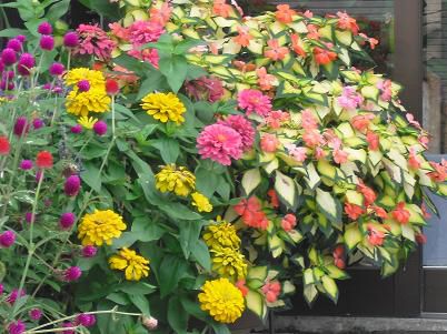初秋の花模様　そば処丸万