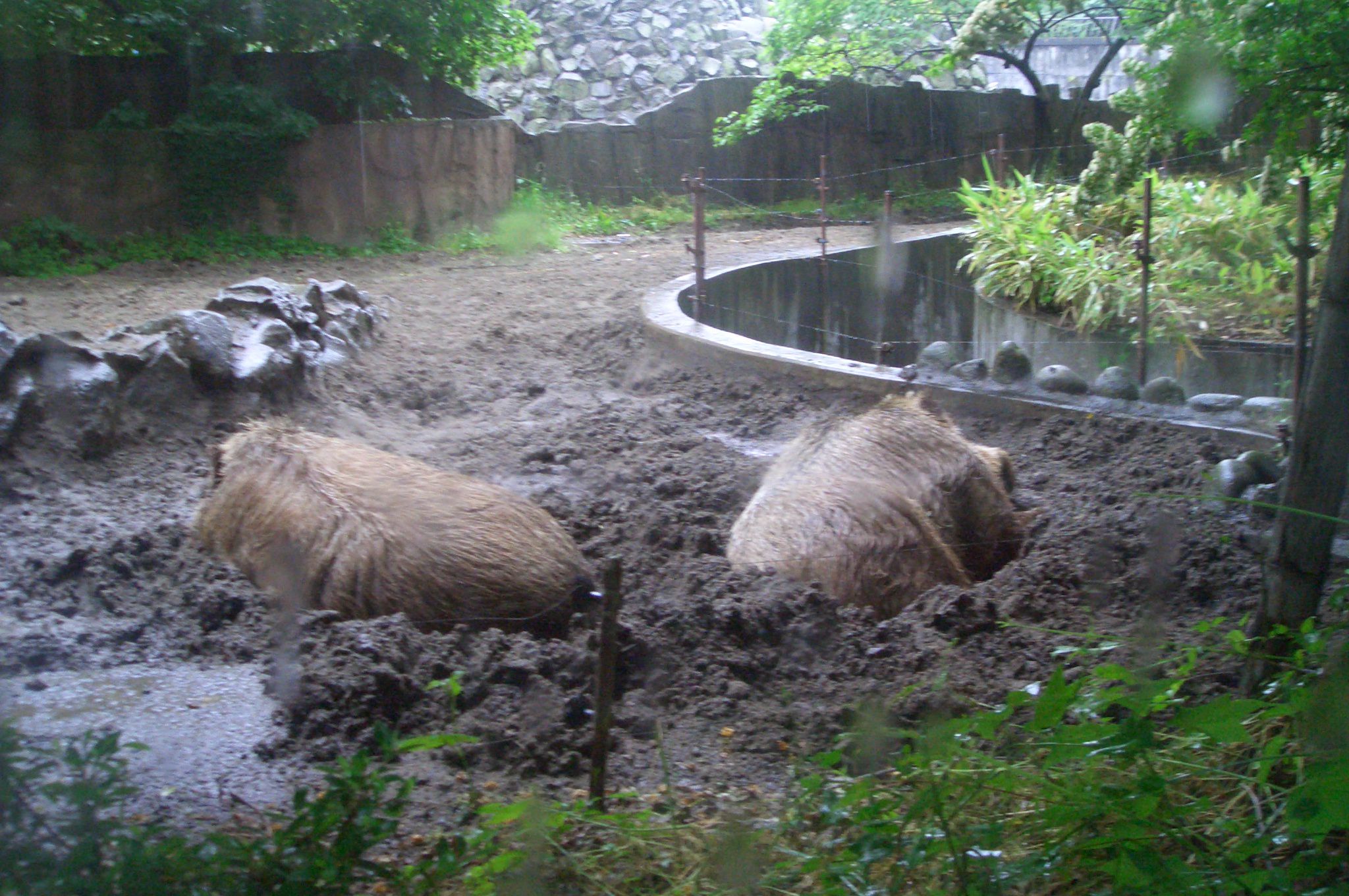 ★石屋のおっか★雨女。。。