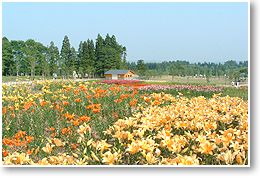 ★石屋のおっか★　ゆり公園