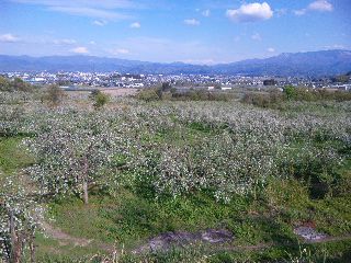 ★石屋のおっか★　館山りんご