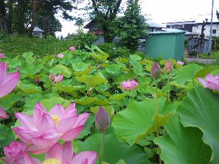 ★石屋のおっか★ぶ～～ん