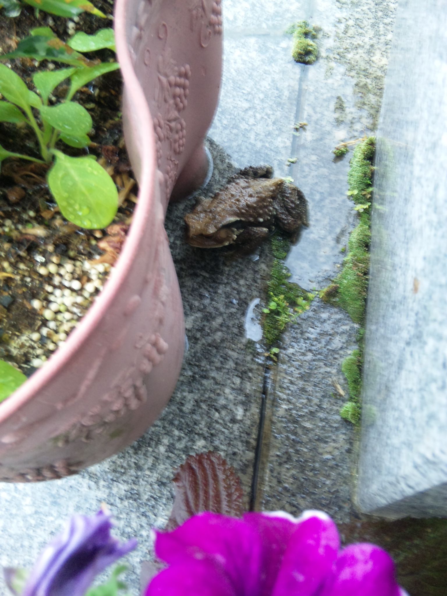 ★石屋のおっか★大騒ぎ①　