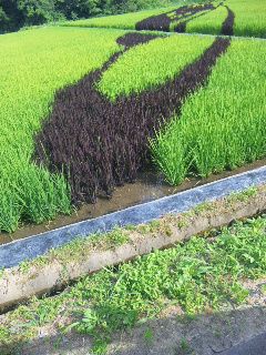 ★石屋のおっか★　田んぼアート