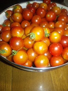 ★石屋のおっか★・TOMATO・