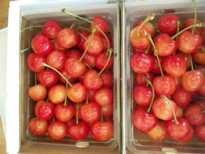 ★石屋のおっか★アグリのさくらんぼ♪