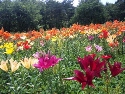 ★石屋のおっか★　どんでん平ゆり園写生大会