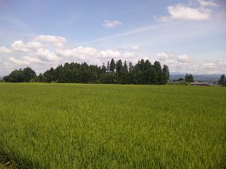 ★石屋のおっか★夏が戻ってきた。