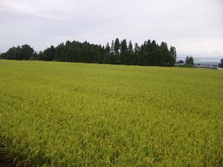 ★石屋のおっか★いってらっしゃい！