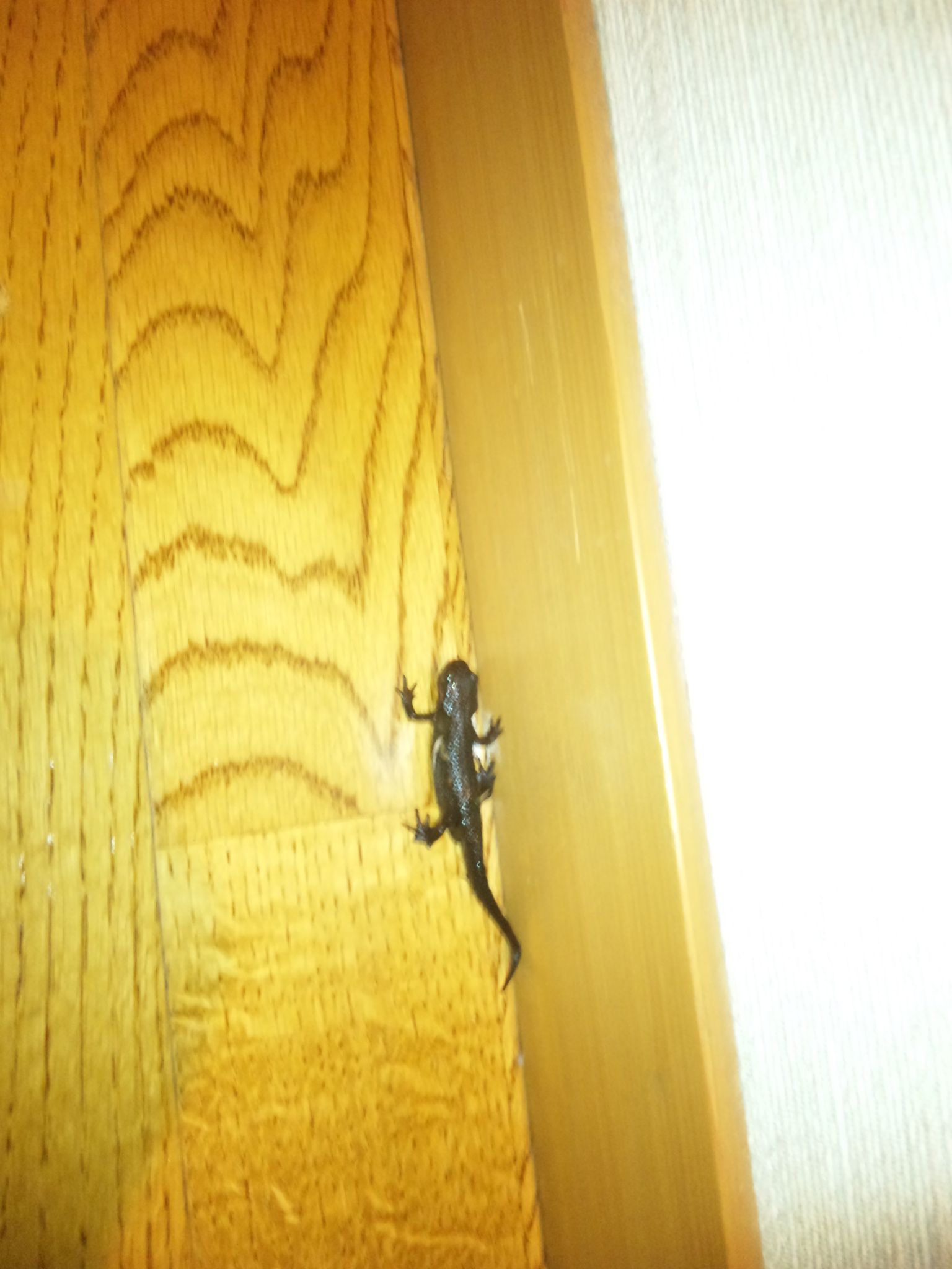 ★石屋のおっか★もりもり