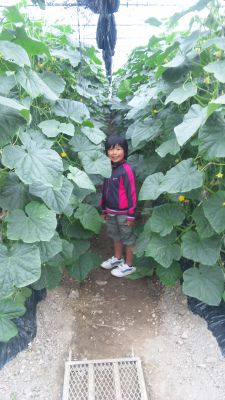 ★石屋のおっか★なおきハウスのきゅうり♪