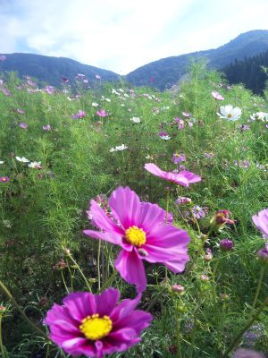 ★石屋のおっか★面白山にて