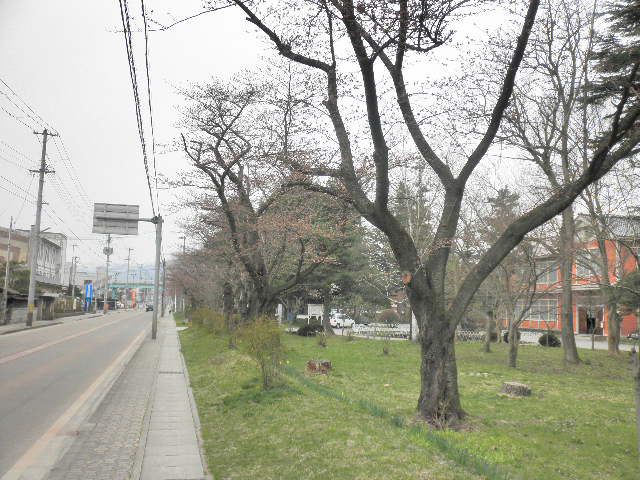 長井小学校の桜ですが・・・