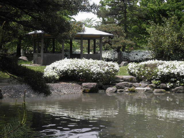 白つつじ公園が見ごろです。