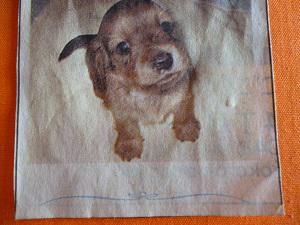 愛犬がわが家に来たのは・・・