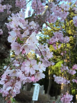 あと1ヶ月ちょっとで桜の時期ですね！！！！！