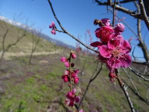 ☆市内の桜の様子☆