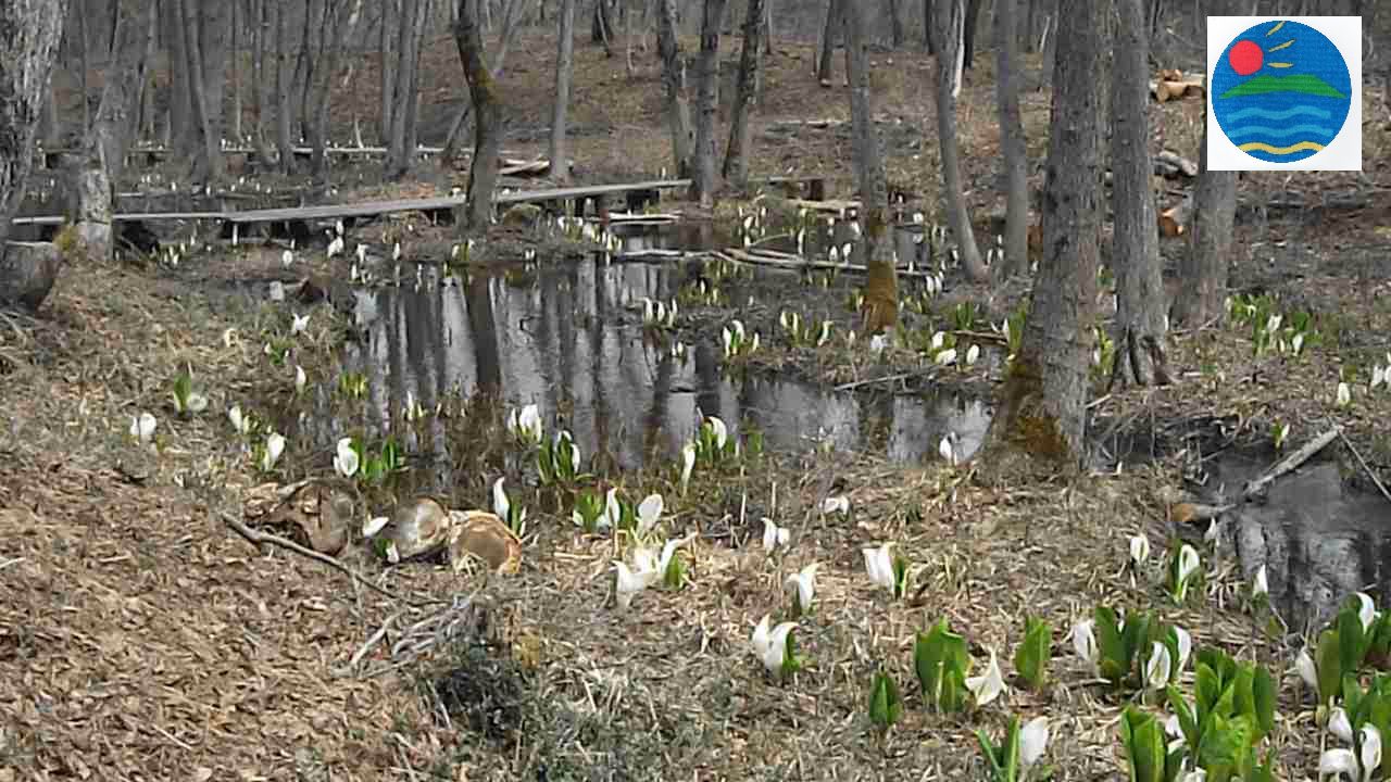 眺山水芭蕉見ごろになりました平成26年4月22日現在動画ﾊｲﾋﾞｼﾞｮﾝ