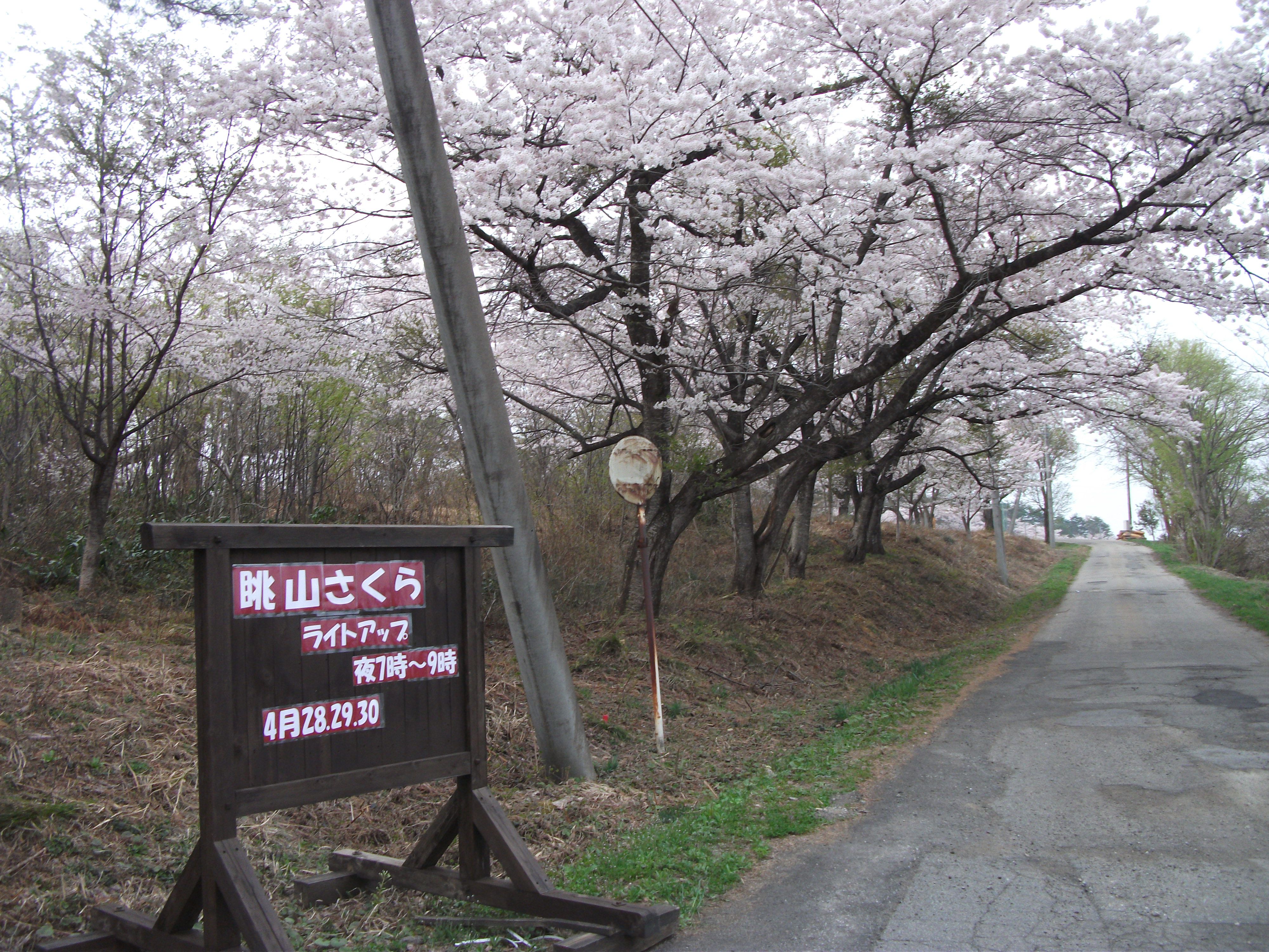 眺山さくら回廊ライトアップしています(4月28.29.30日)