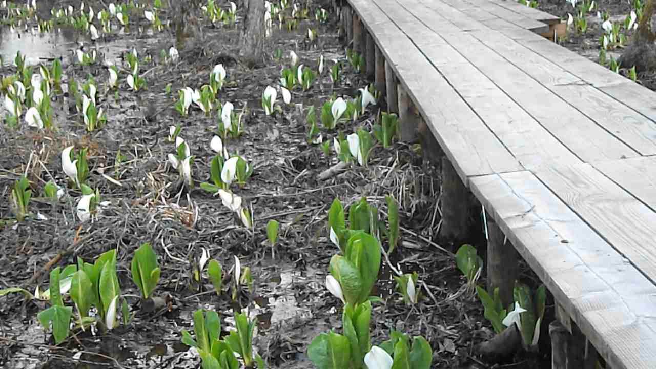 水芭蕉群生地に行く