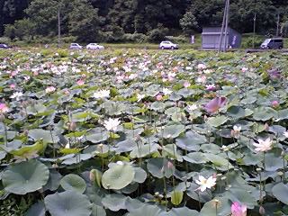 蓮の花が見ごろです