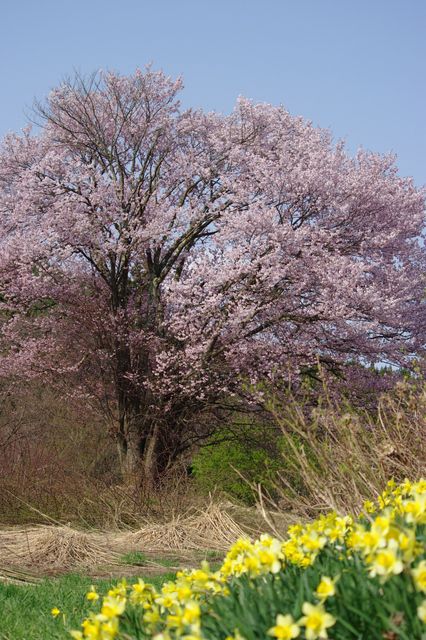 嶽原のオオヤマザクラ開花状況（山辺町）
