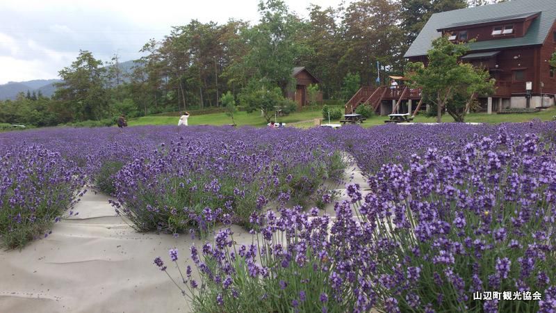 山辺町ラベンダー祭2013は７/15まで